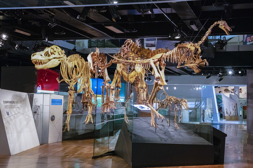 a display of the bones of several large dinosaurs arranged in a central row