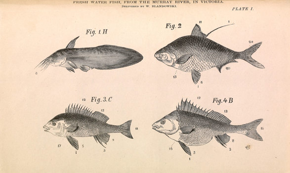 Sketches of four varieties of fish collected along the Murray River in 1857.