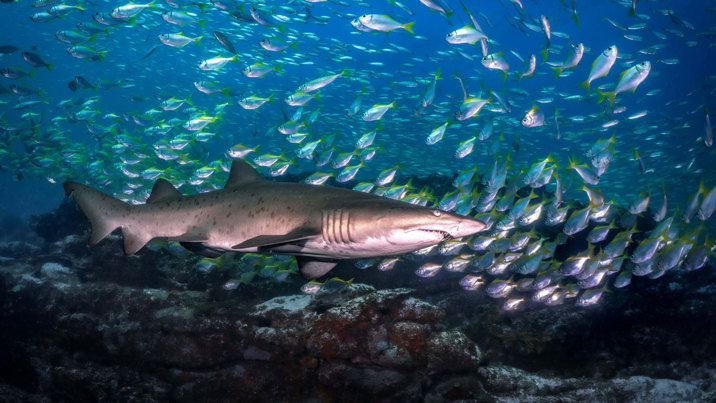 A shark in Australian waters