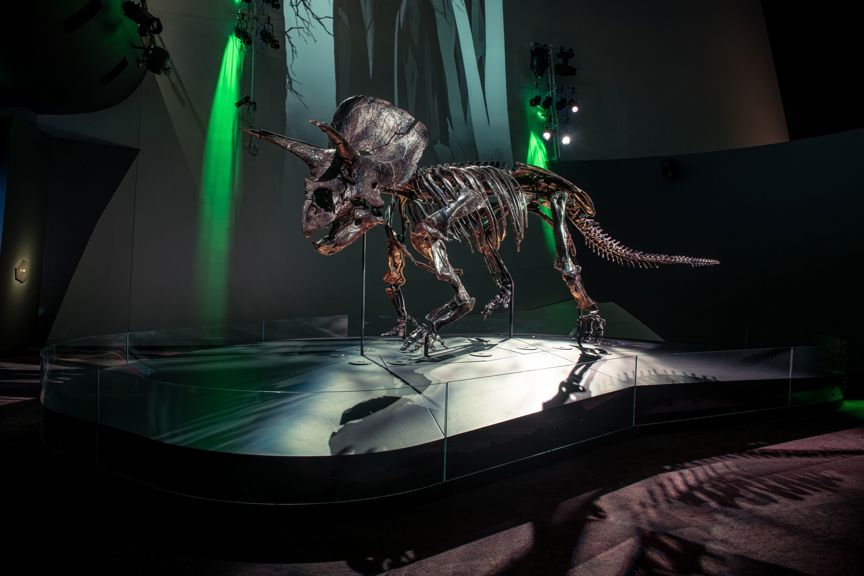 Side view of a Triceratops skeleton standing on a black platform