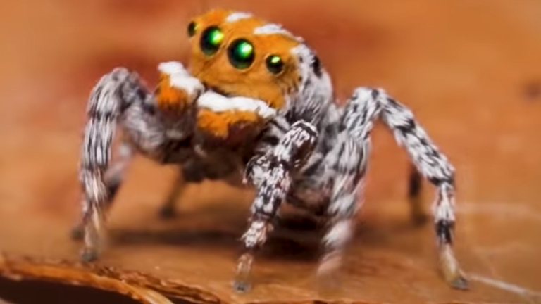 Finding Nemo the peacock spider