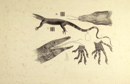 Lithographic proof of a Lace Monitor