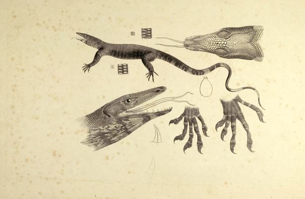 Lithographic proof of a Lace Monitor