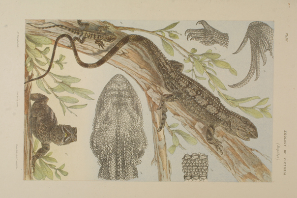 Scientific illustration of a tree dragon