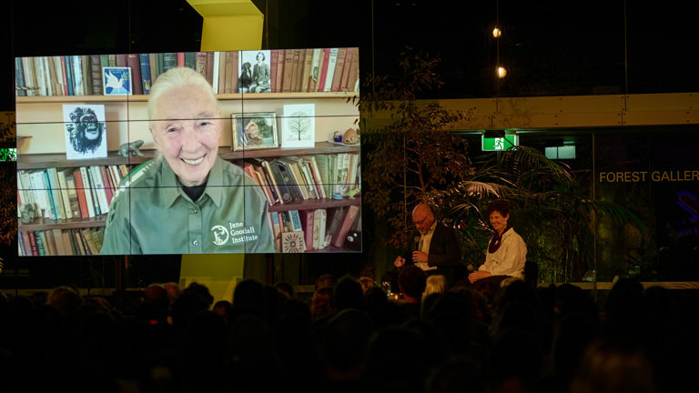 Large screen with Dr Jane Goodall smiling and speaking with Tim Flannery and Jane Melville on a stage outside Melbourne Museum Forest Gallery.