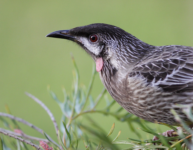 A close-up of a Red Wattlebird