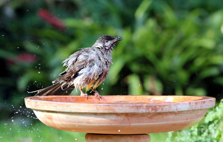 A red Wattlebird in a bird bath
