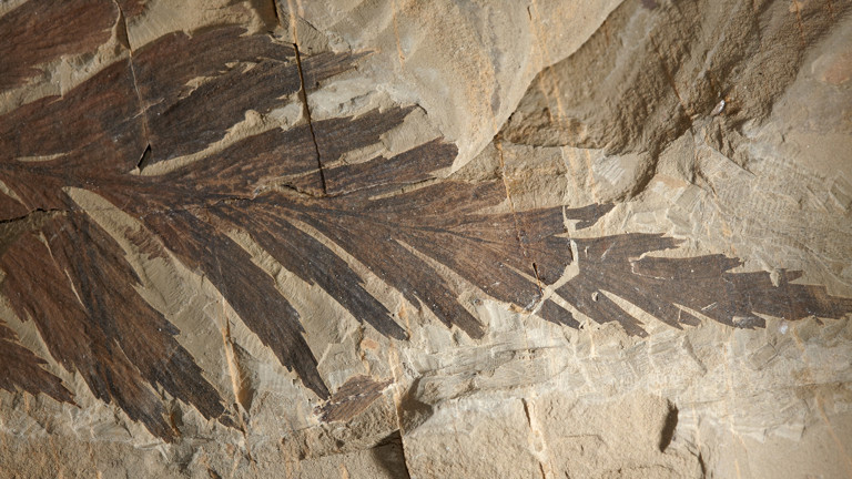 Sphenopteris warragulensis (fern) specimen from the Cretaceous period. Found in Koonwarra, Victoria.