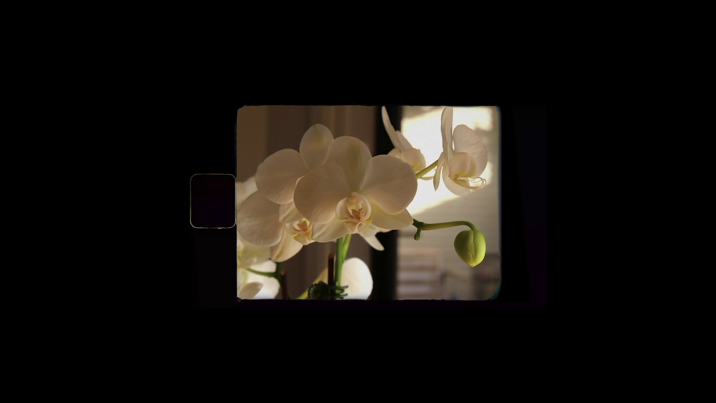 A still of white flowers taken from a zoomed-out lens camera.