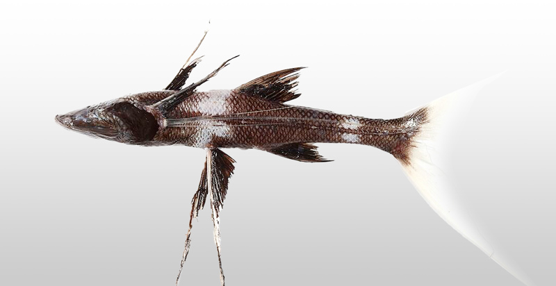 Tribute Spiderfish