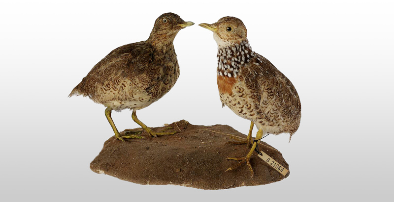 Plains-wanderer