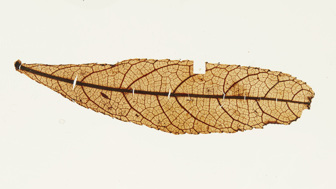 A pale yellow leaf