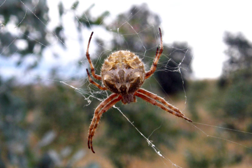 A spider in its web
