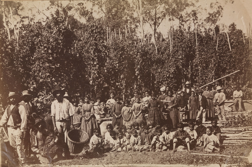 Residents at Coranderrk Aboriginal Reserve farming hops, 1870s
