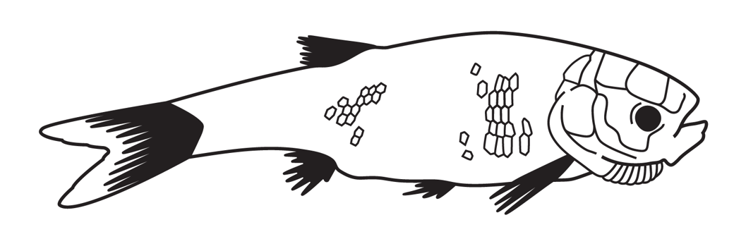 Silhouette of a fish, its actual size is 160mm long. 