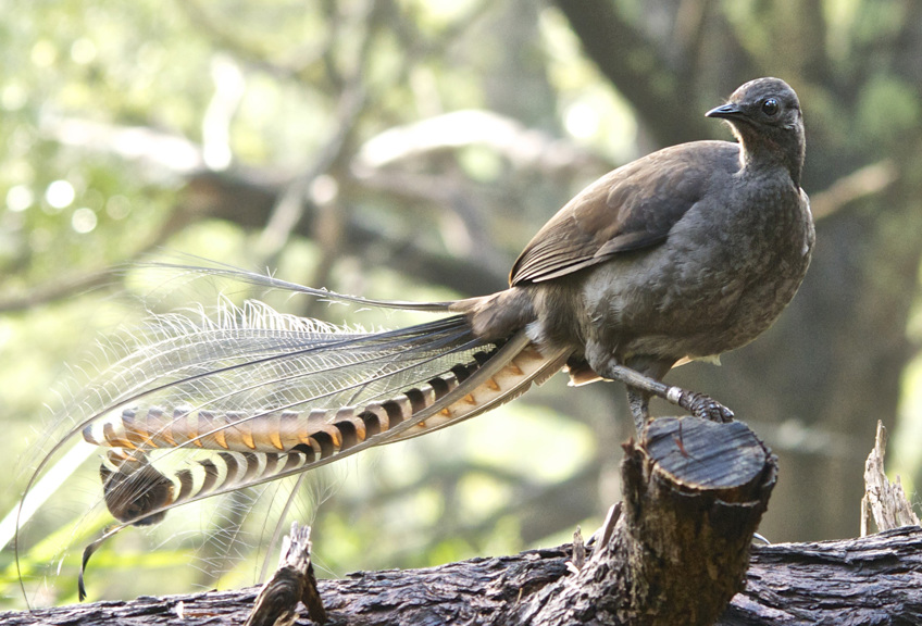 A lyrebird in the wild