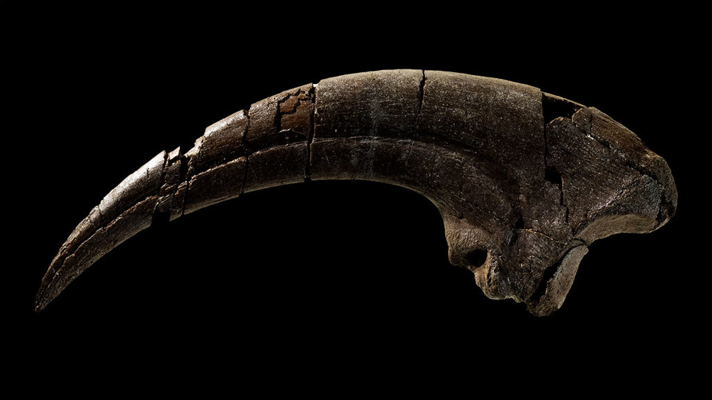A fossilsed claw