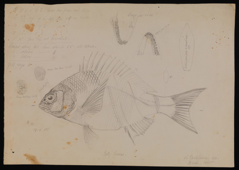 Black Bream, Acanthopagrus butcheri by Arthur Bartholomew. Drawing, pencil on paper