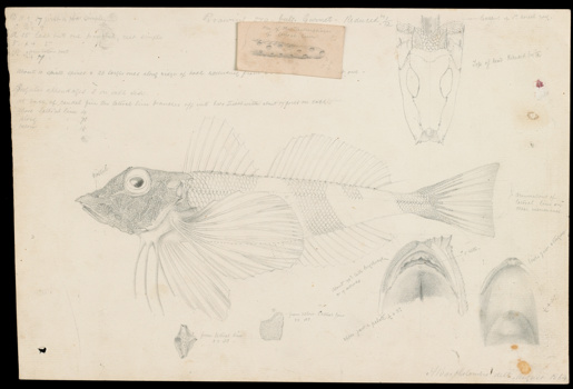 Butterfly Gurnard, Lepidotrigla vanessa by Arthur Bartholomew. Pencil illustration on paper