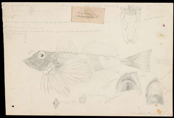 Butterfly Gurnard, Lepidotrigla vanessa by Arthur Bartholomew. Pencil illustration on paper