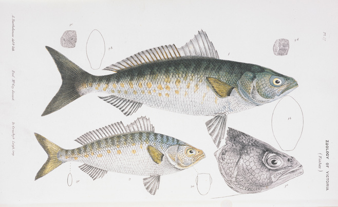 Illustration - Pencil and watercolour on paper, Western Australian Salmon