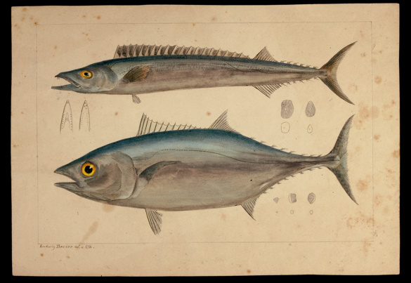 Southern Bluefin Tuna and Barracouta. Lithographic proof - lithographic ink and watercolour on paper