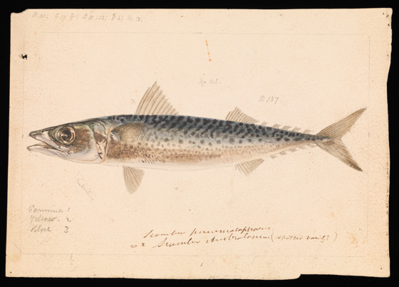 Drawing - pencil, watercolour and Indian ink on paper - of a Blue Mackerel