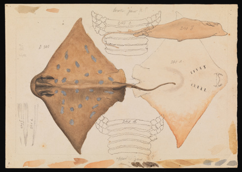 Southern Eagle Ray. Drawing - pencil, watercolour and ink on paper
