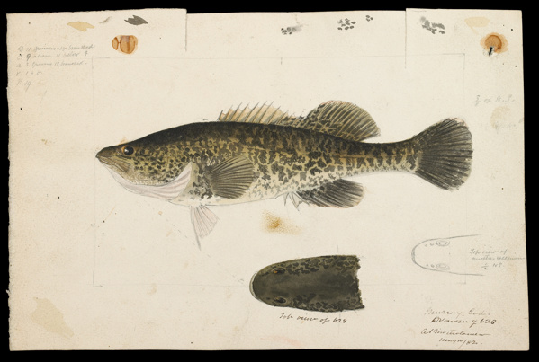Scientific illustration of a Murray Cod