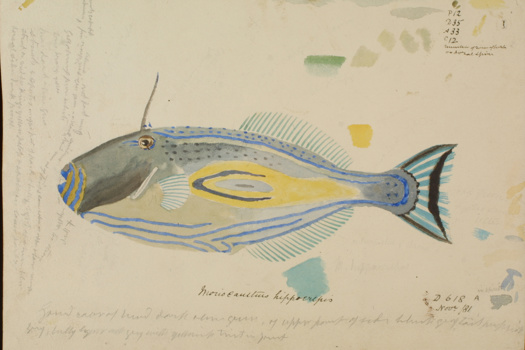 Scientific illustration of a Horseshoe Leatherjacket