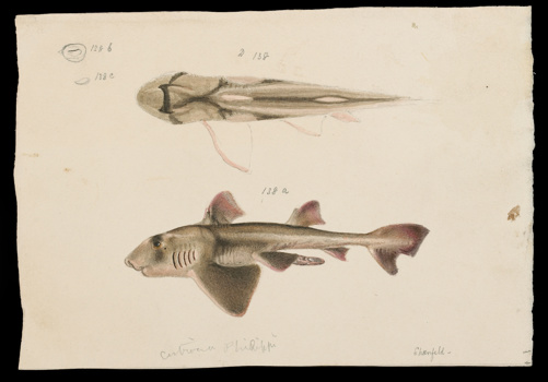 Scientific illustration of a Port Jackson Shark