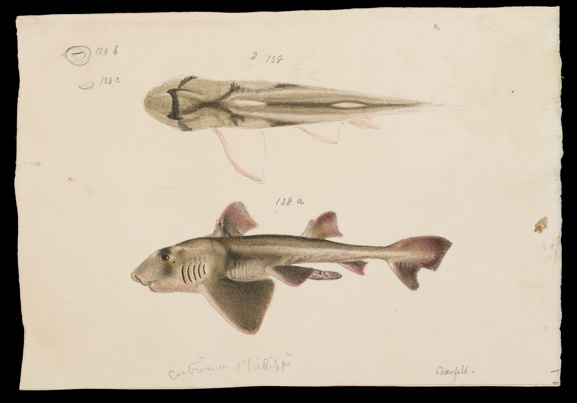 Scientific illustration of a Port Jackson Shark