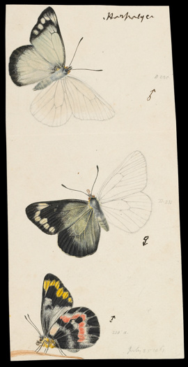 Imperial White Butterfly by Arthur Bartholomew. Drawing - pencil, watercolour, ink and varnish on paper