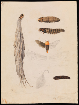 Saunders' Case-Moth by Arthur Bartholomew. Drawing - pencil, watercolour and varnish on paper