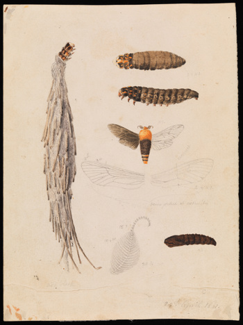 Saunders' Case-Moth by Arthur Bartholomew. Drawing - pencil, watercolour and varnish on paper