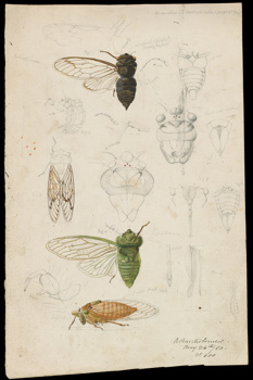 Redeye and Greengrocer by Arthur Bartholomew. Drawing - pencil, watercolour and ink on paper