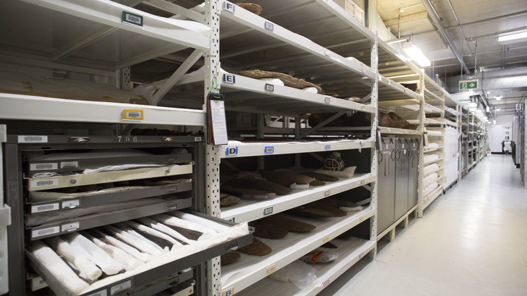 Shelving in a collection store