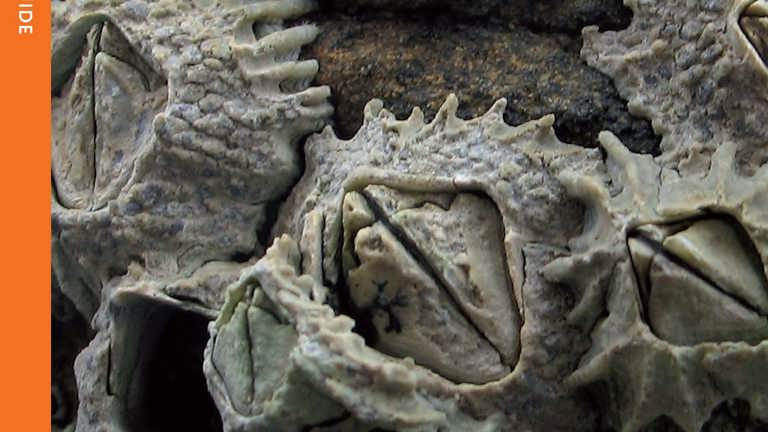 Cover of marine field guide Barnacles
