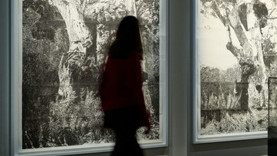 A museum visitor looks at a displays showing old gumtrees in ngiyama mirrim baany yulendj | reawakening deep water knowledge exhibition.