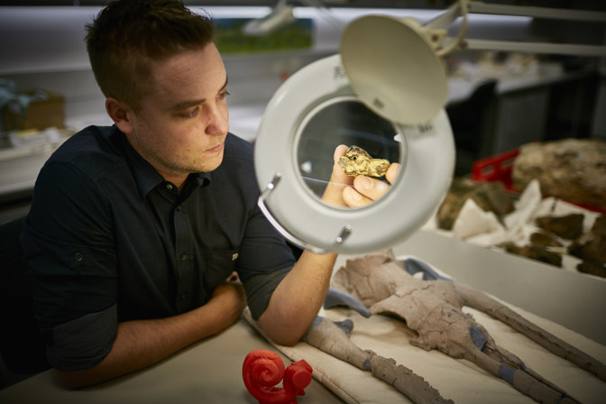 A scientist holds a fossil ear bone of an early toothed mysticete behind a microscope