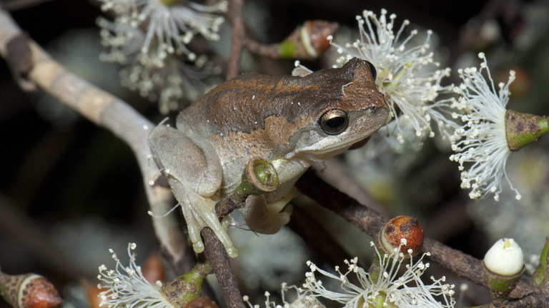 A Southern Brown Tree Frog sitting on a branch of a tree.