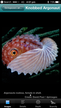 Knobbed argonaut