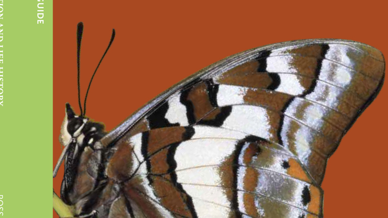 Cover of Butterflies: Identification and Life History Museum Victoria field guide