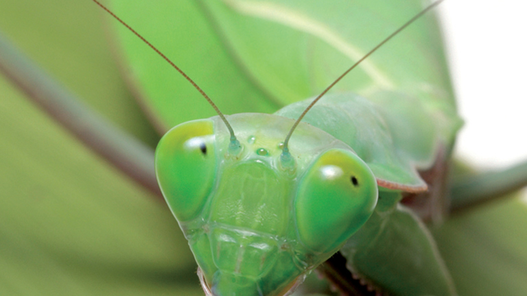 Cover of Bugs Alive: A Guide to Keeping Australian Invertebrates