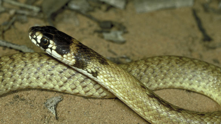 Strap-snouted Brown Snake, Pseudonaja aspidorhyncha.