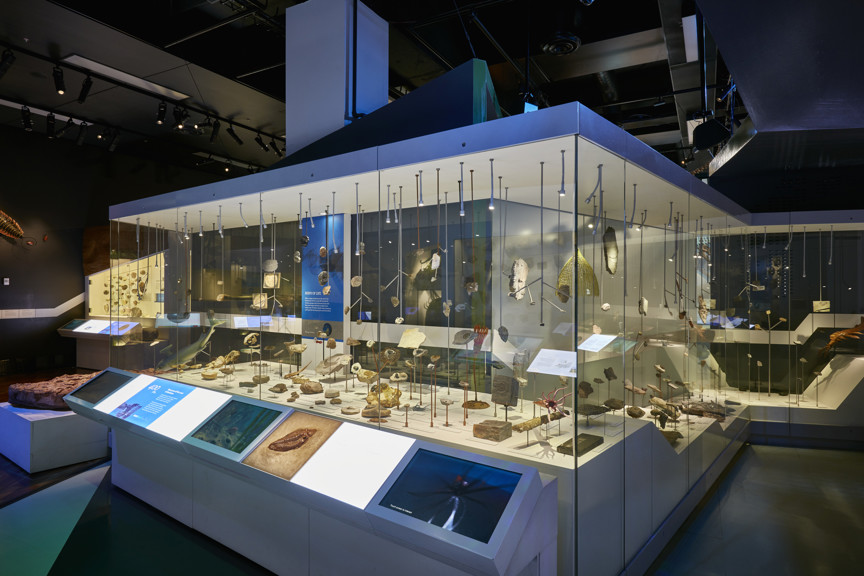 400 million years ago / 'Reefs of life' section of 600 Million Years exhibition