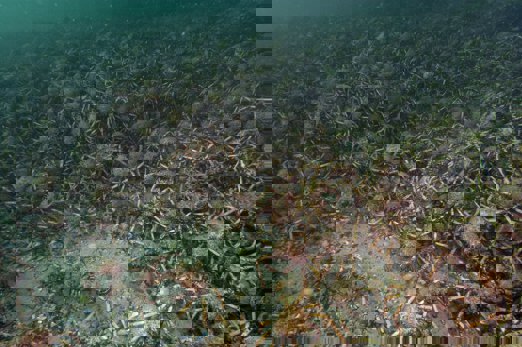 Giant Spider Crabs congregate in Port Phillip Bay ahead of their annual winter moult.