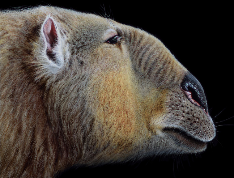 Finished reconstruction of extinct Australian megafauna, Palorchestes. 