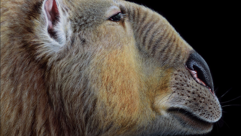Finished reconstruction of extinct Australian megafauna, Palorchestes.