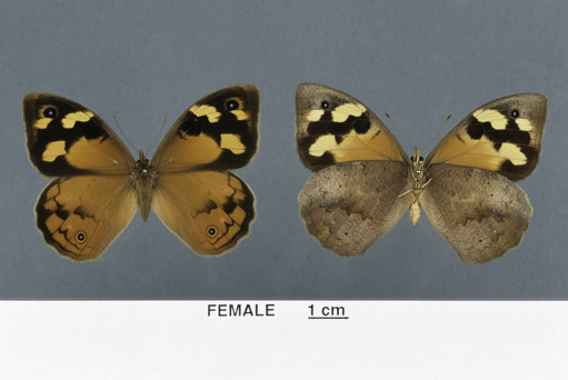 Female Common Brown Butterly specimens with measurement